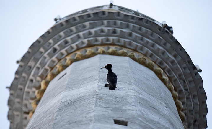 Nadir görülen kara ağaçkakan 4 yıldır minare havalandırmasında yaşıyor