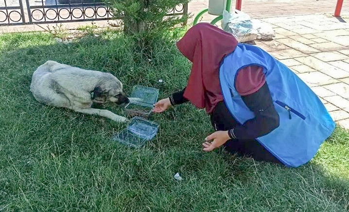 TDV gençlik sokak hayvanları için yem bıraktı